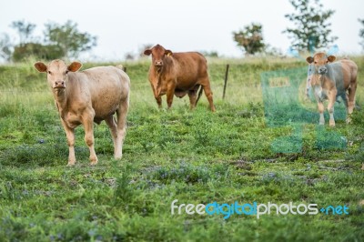 Country Cows Stock Photo