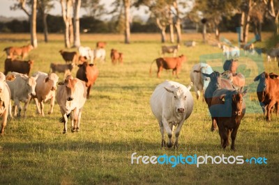 Country Cows Stock Photo