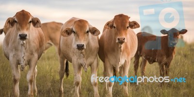 Country Cows Stock Photo