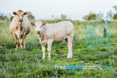 Country Cows Stock Photo