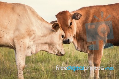 Country Cows Stock Photo