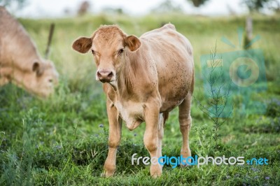 Country Cows Stock Photo