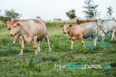 Country Cows Stock Photo