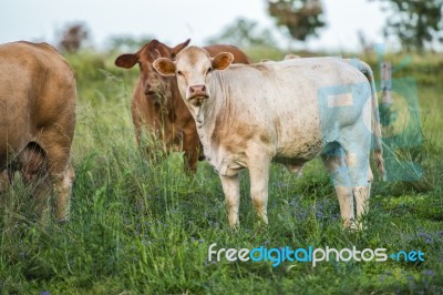 Country Cows Stock Photo