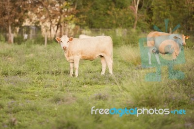 Country Cows Stock Photo