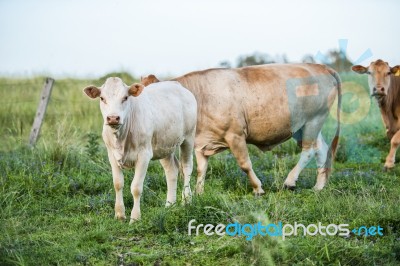 Country Cows Stock Photo