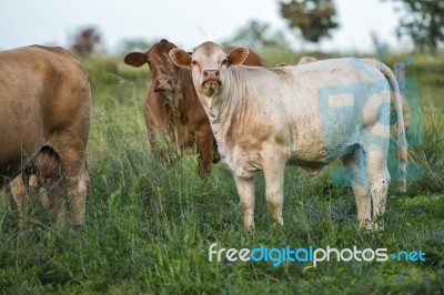 Country Cows Stock Photo