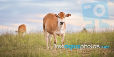 Country Cows Stock Photo