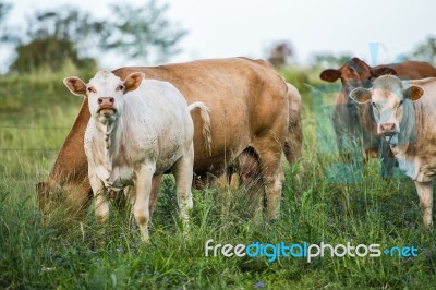 Country Cows Stock Photo