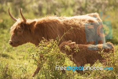 Country Cows Stock Photo