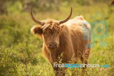 Country Cows Stock Photo