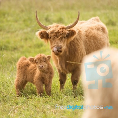 Country Cows Stock Photo