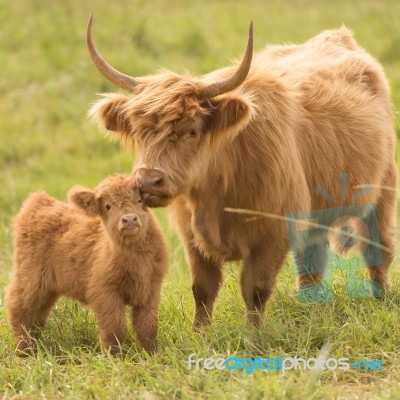 Country Cows Stock Photo