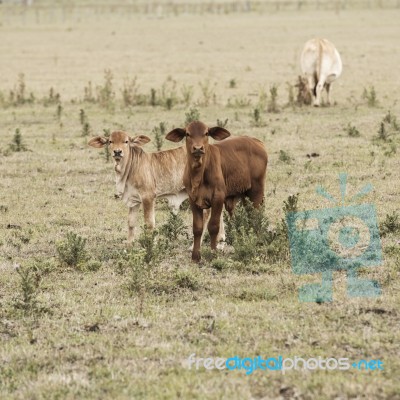 Country Cows Stock Photo