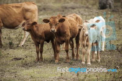 Country Cows Stock Photo