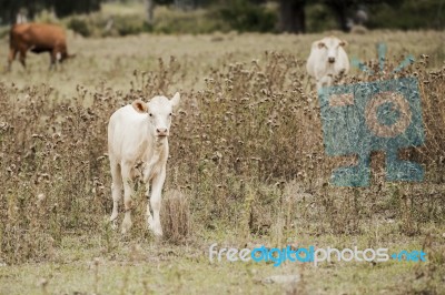 Country Cows Stock Photo