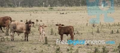 Country Cows Stock Photo