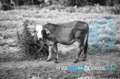 Country Cows Stock Photo