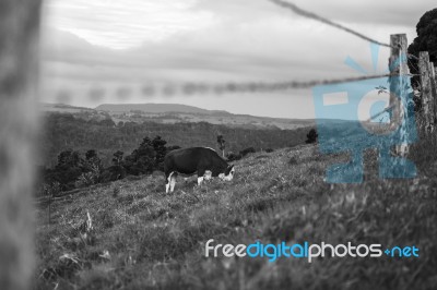 Country Cows Stock Photo