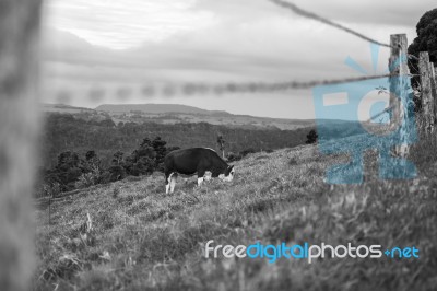 Country Cows Stock Photo