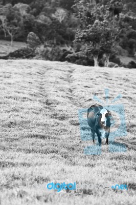 Country Cows Stock Photo