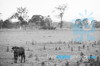 Country Cows Stock Photo