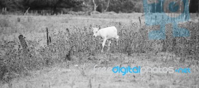 Country Cows Stock Photo