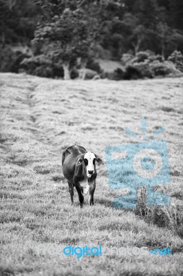 Country Cows Stock Photo