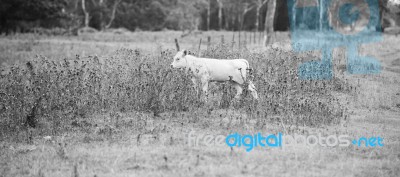 Country Cows Stock Photo