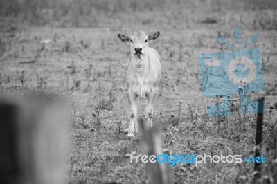 Country Cows Stock Photo