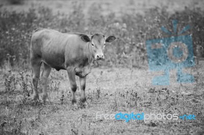 Country Cows Stock Photo