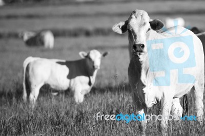 Country Cows Stock Photo