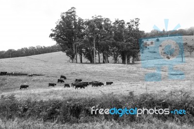 Country Cows Stock Photo