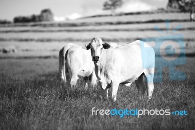 Country Cows Stock Photo