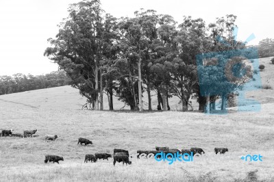 Country Cows Stock Photo