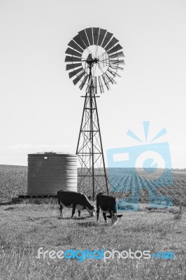 Country Cows Stock Photo