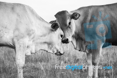 Country Cows Stock Photo