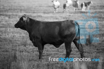 Country Cows Stock Photo