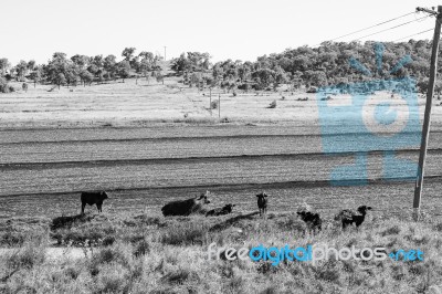 Country Cows Stock Photo