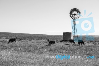 Country Cows Stock Photo