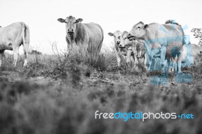 Country Cows Stock Photo