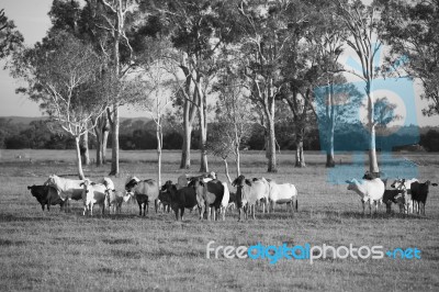 Country Cows Stock Photo