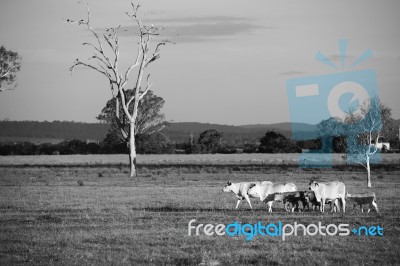 Country Cows Stock Photo