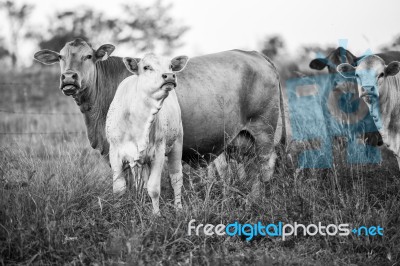 Country Cows Stock Photo