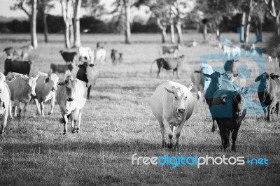 Country Cows Stock Photo