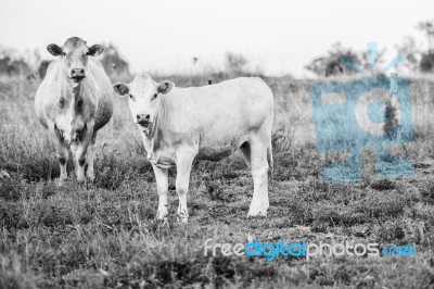 Country Cows Stock Photo