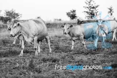 Country Cows Stock Photo