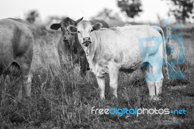 Country Cows Stock Photo