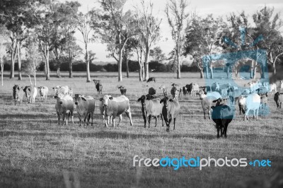 Country Cows Stock Photo