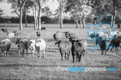 Country Cows Stock Photo